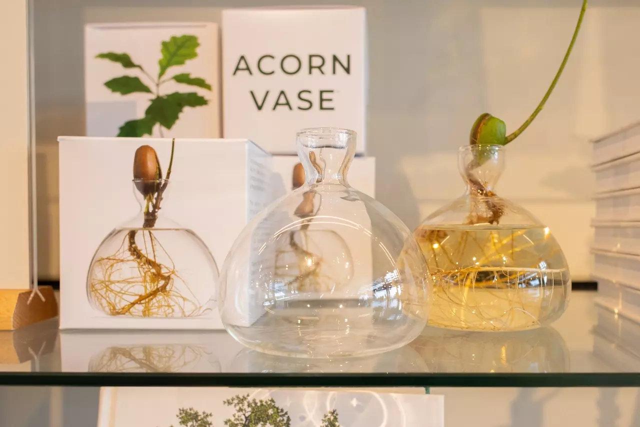 Two glass acorn vases - one has an acorn growing in it.