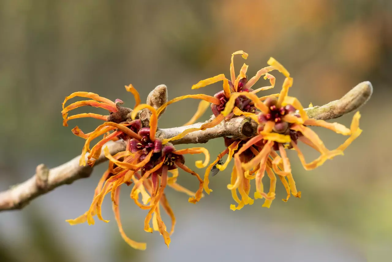 Witch hazel (Hamamelis intermedia 'Jelena')