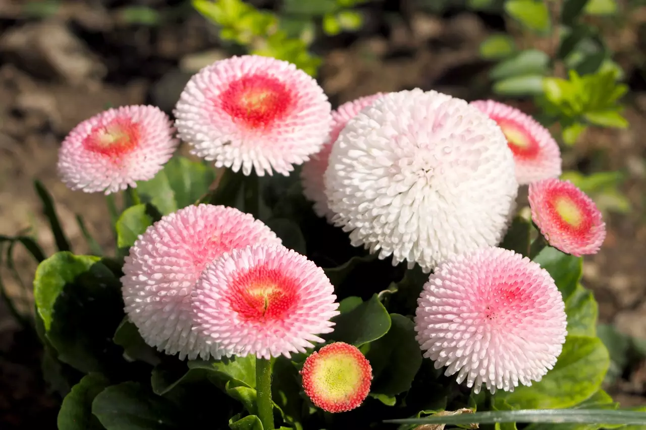 Daisy flowers (Bellis perennis 'Strawberries and Cream'