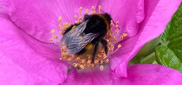 Bumblebee on a flower