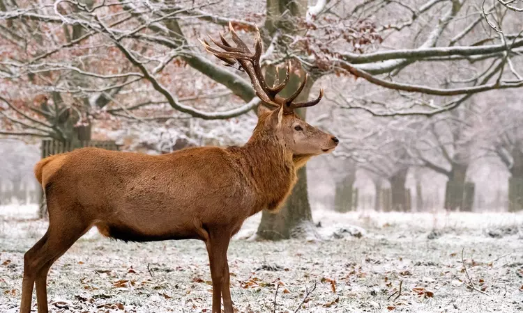 Deer in Bushy Park