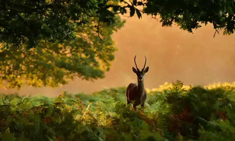 Deer in Richmond Park