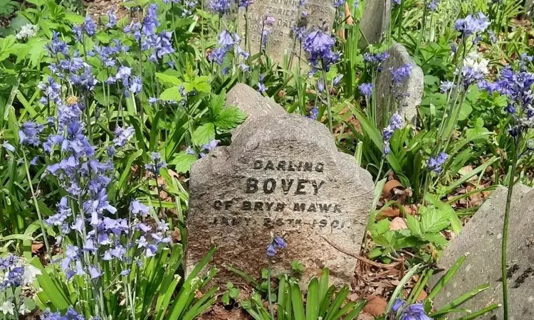 Bluebells at Hyde Park Pet Cemetery