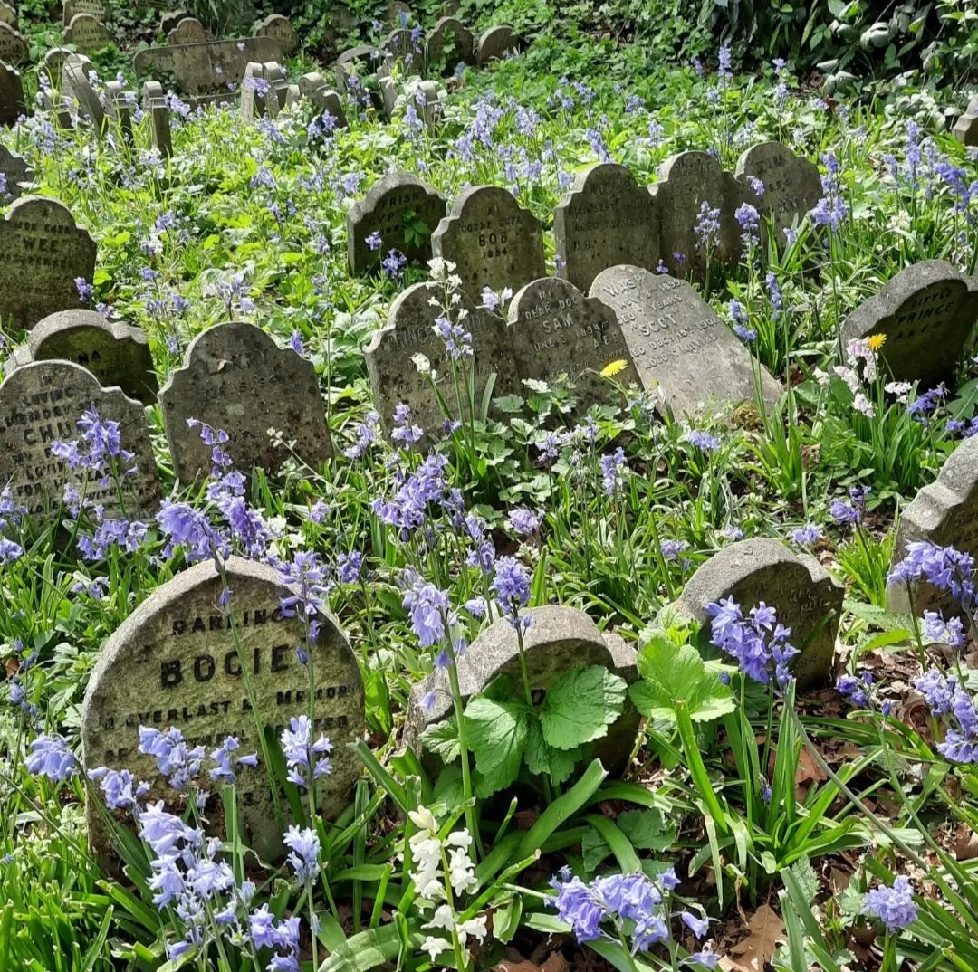 Bluebells at Hyde Park Pet Cemetery