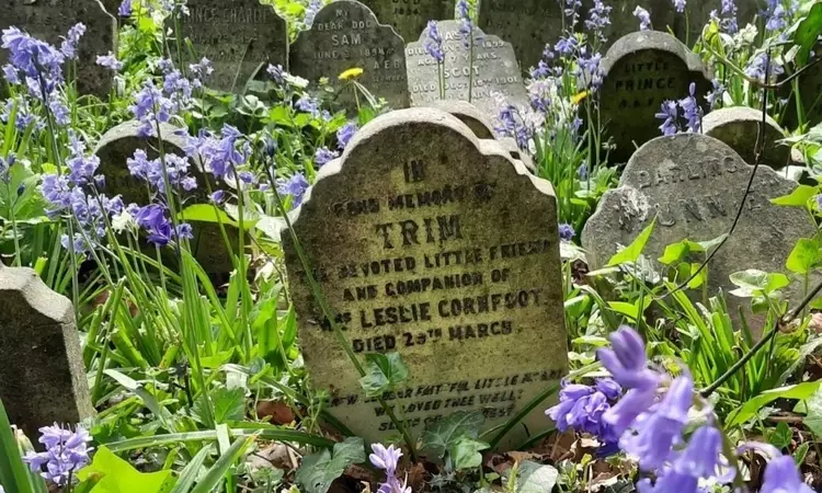 Bluebells at Hyde Park Pet Cemetery