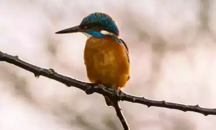 Kingfisher perching on a branch