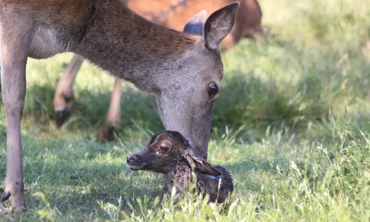 Mother deer licking a newborn