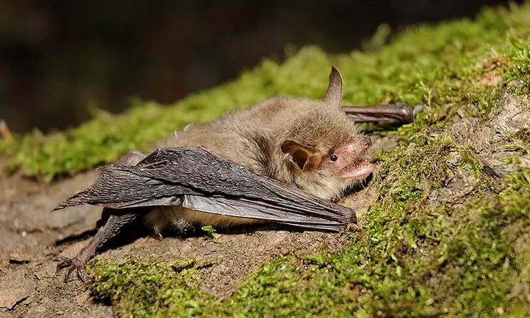 Natterer's bat