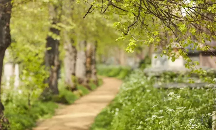 A nature landscape in Brompton cemetery