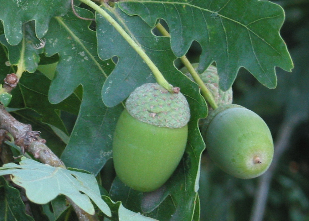 Acorns