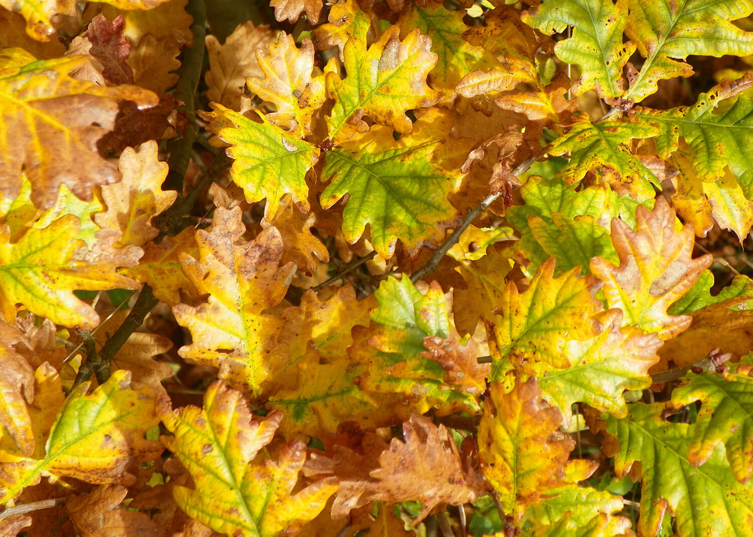 Golden autumn oak leaves