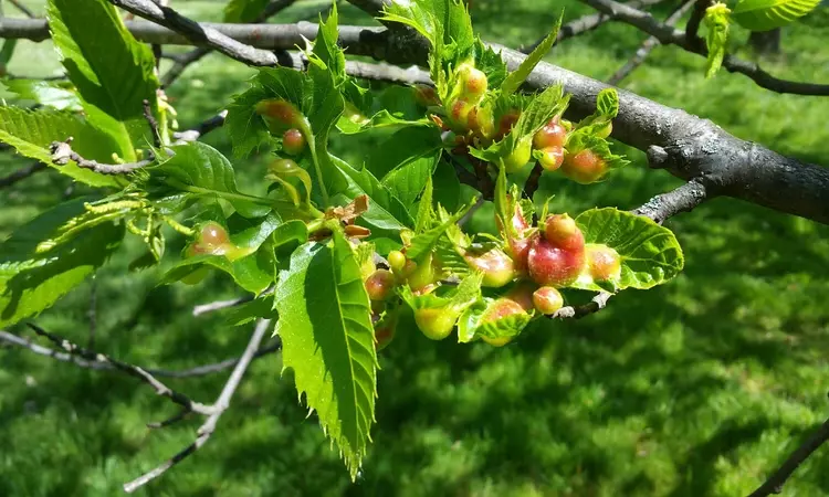 Oriental chestnut gall wasp