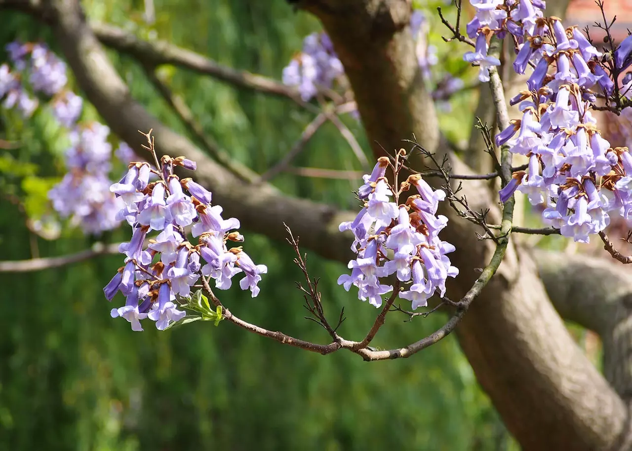 The foxglove-like flowers of the Paulownia tree