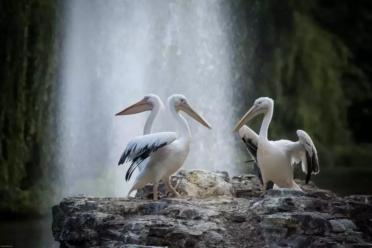 Pelicans in St. James's Park