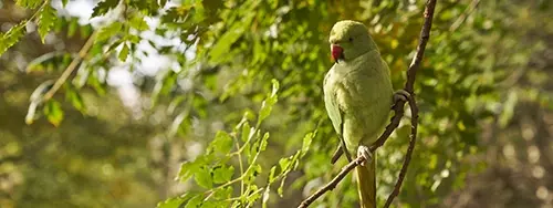 Parakeet in a tree