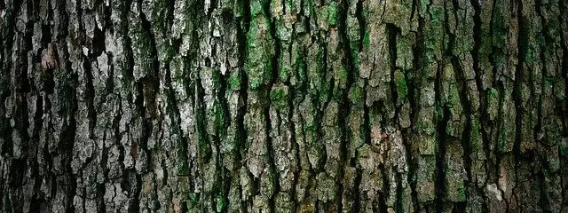 Close-up of tree bark