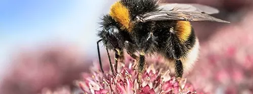 Bee on a flower head