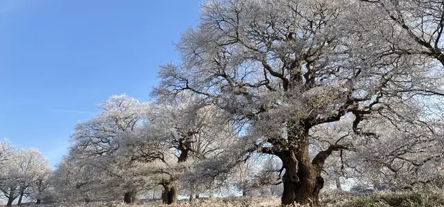 Frosty veteran oak trees in Richmond Park.