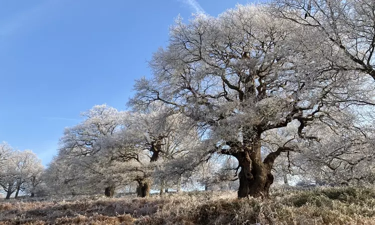  Frosty veteran oak trees in Richmond Park.