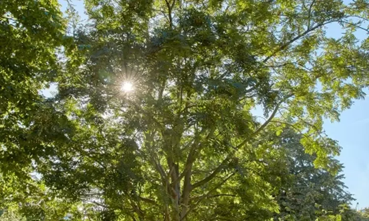  Rowan tree in the cemetery