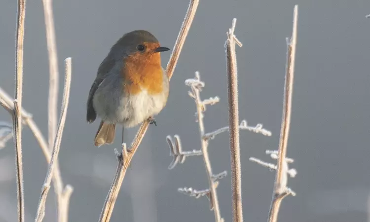 Robin in winter