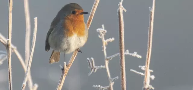 Robin in winter