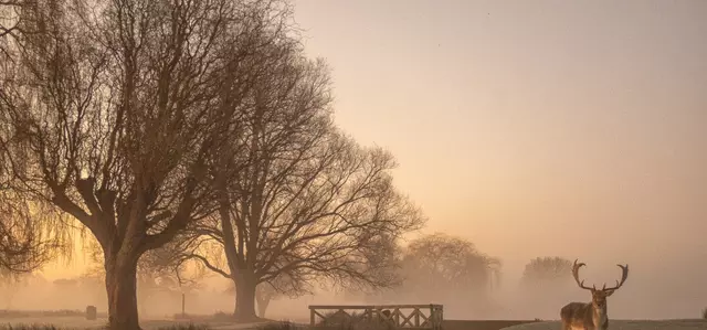 Deer in Bushy Park in winter