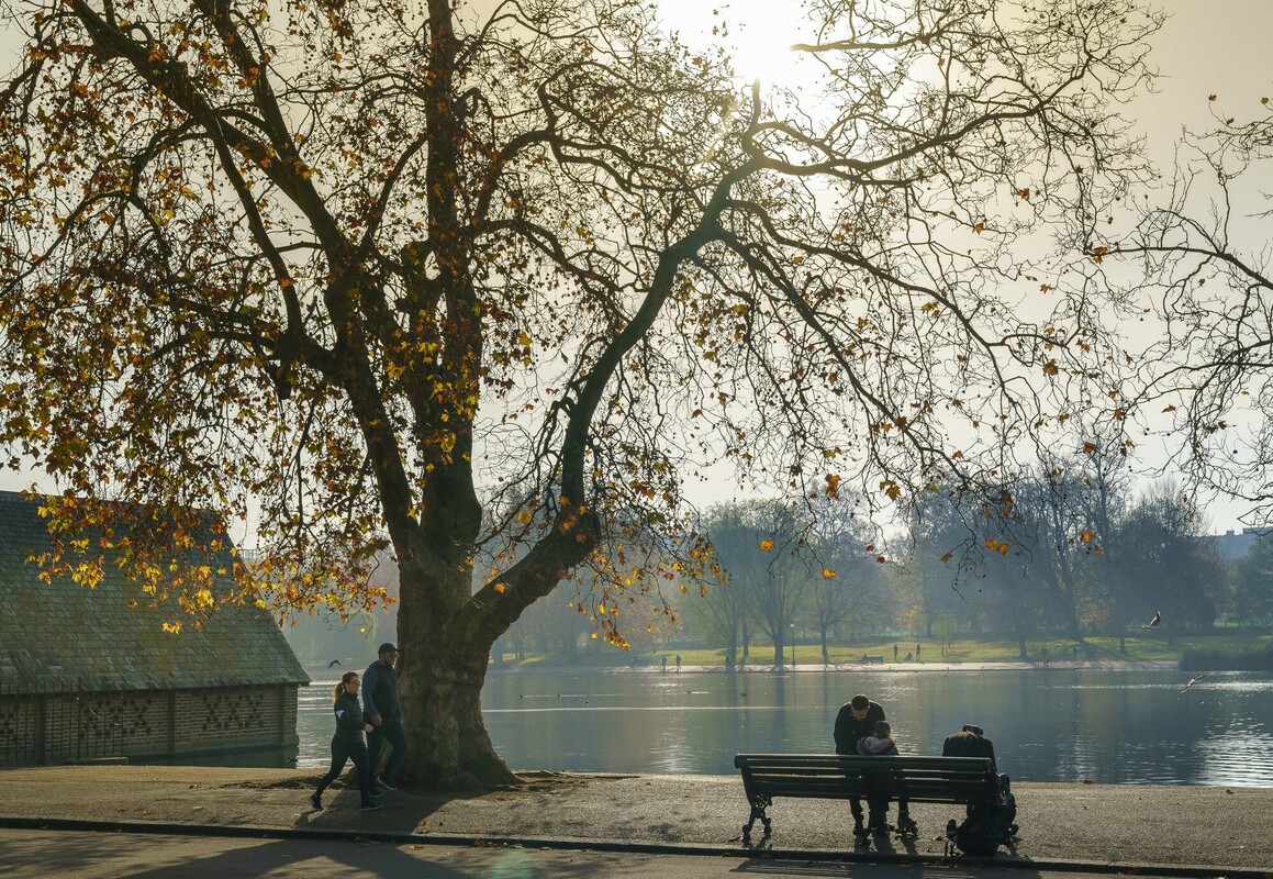 Trees in Hyde Park