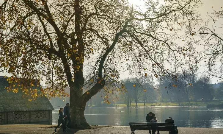 Trees in Hyde Park