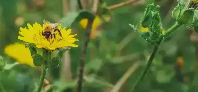 A bee in summer