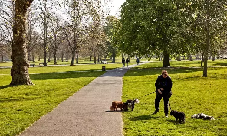 Woman walking several dogs in the park