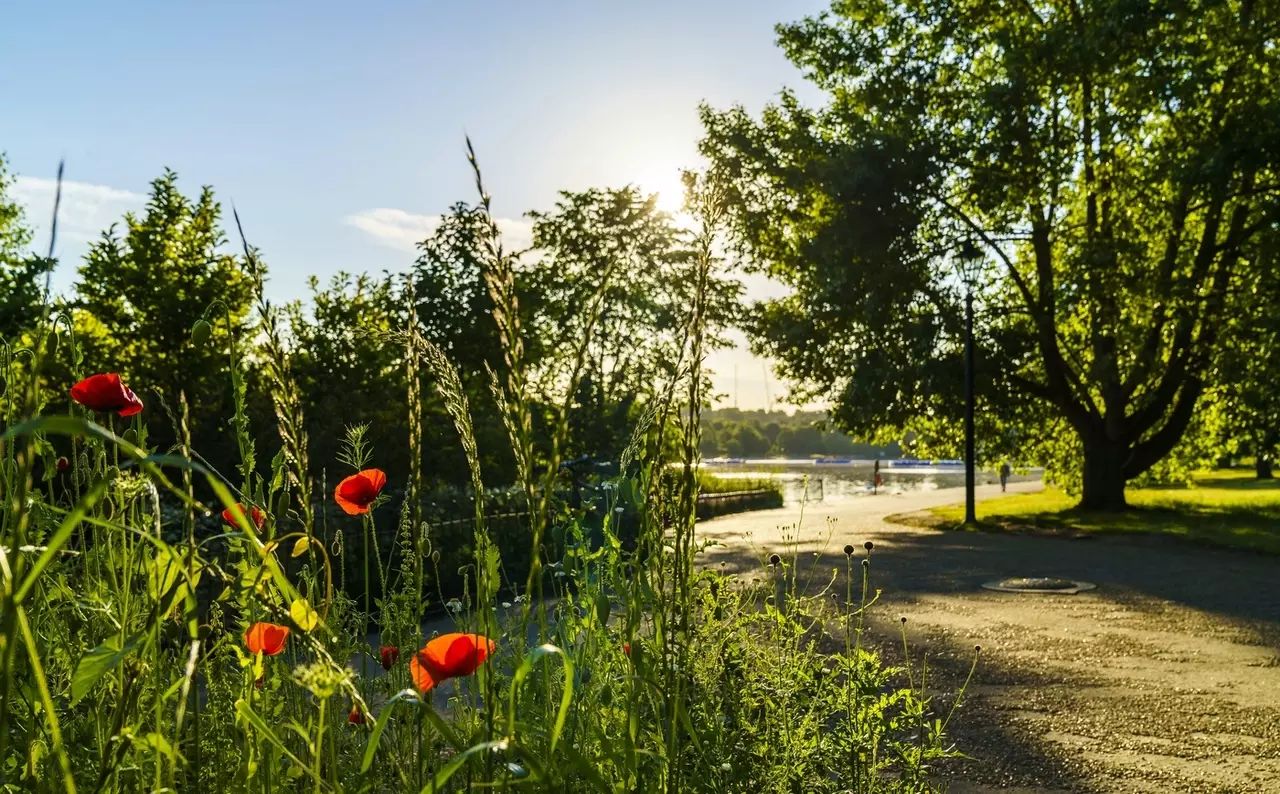 Flowers by the Serpentine