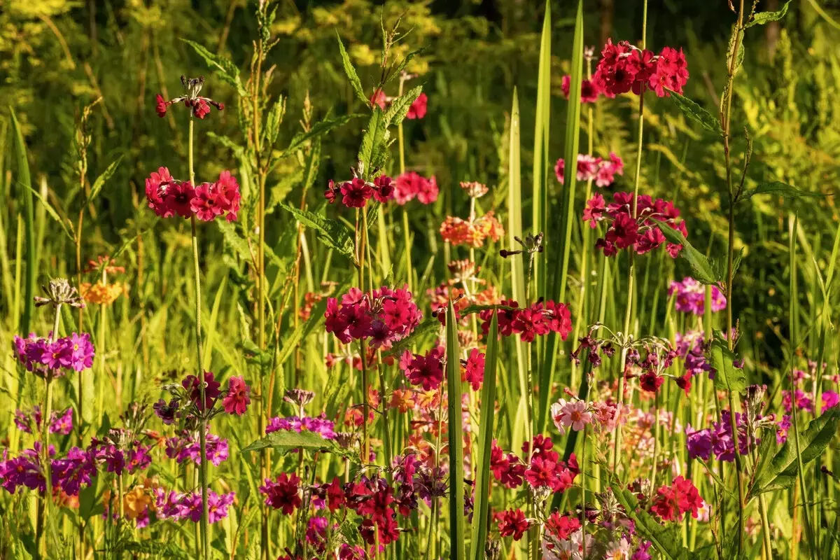 Bushy Park Flowers Spring