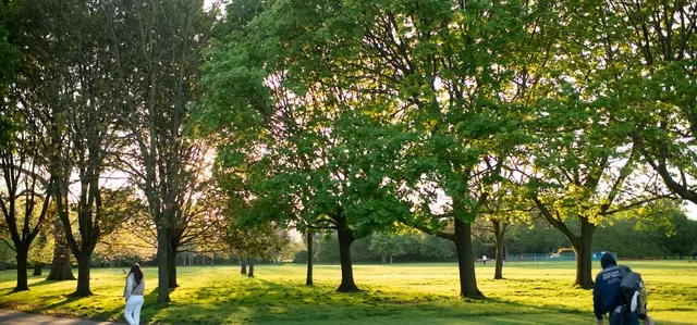 Trees in The Regent's Park