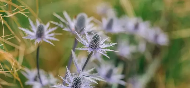 Purple flower in summer