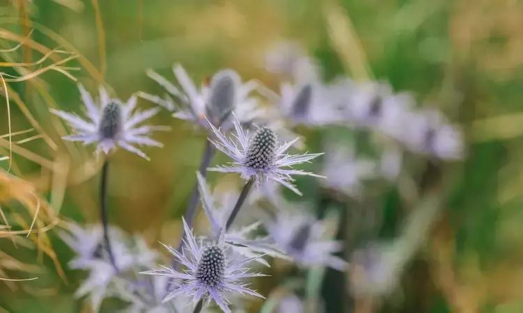 Purple flower in summer