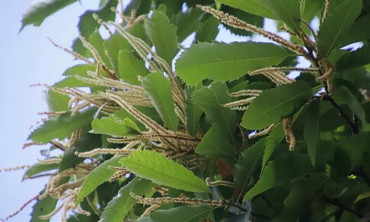 Leaves of a sweet chestnut tree