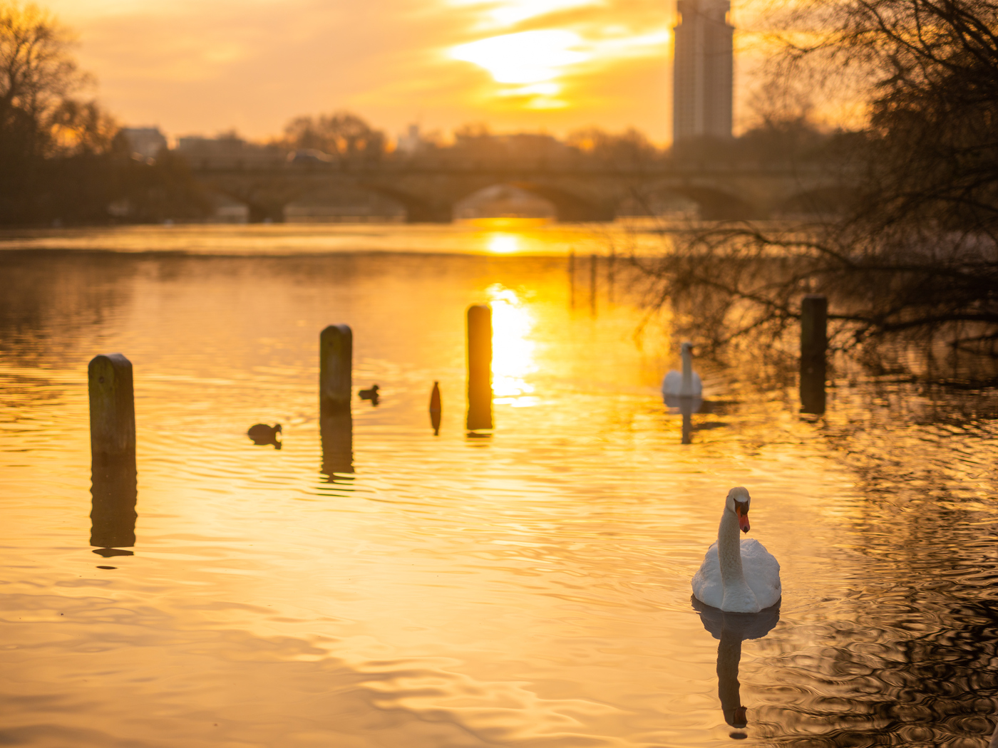 The Serpentine Lake at sunrise in Kensington Gardens