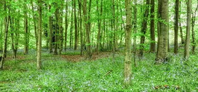 Trees in the Isabella Plantation