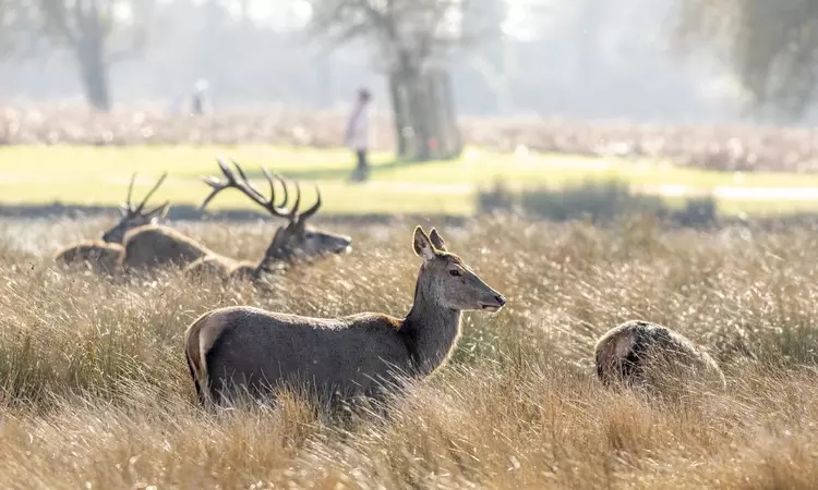 Deer in Bushy Park