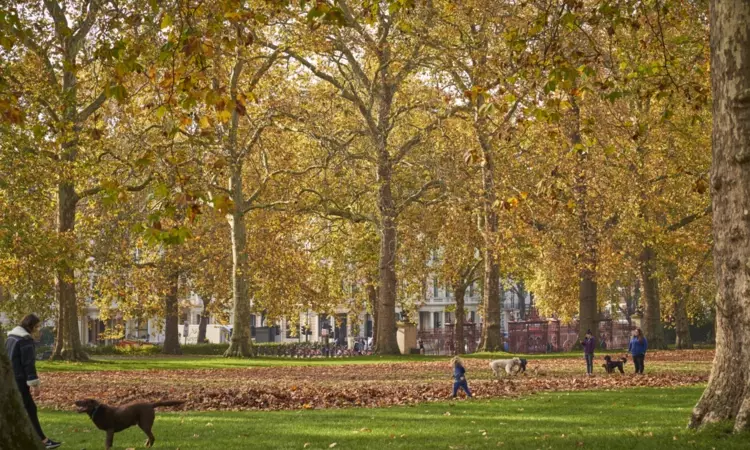 Dogs playing in autumn leaves in Kensington Gardens